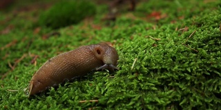 蜗牛在绿苔背景的山林里