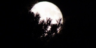 树上的夜空中，一轮满月