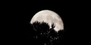 树上的夜空中，一轮满月