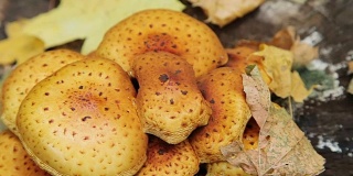 森林蘑菇滑笋