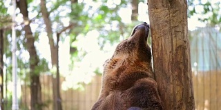 动物园里的熊抓痒