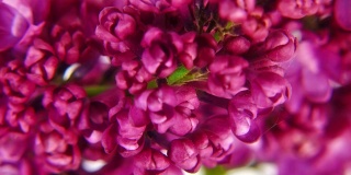 淡紫色花朵特写