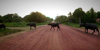 牛穿越道路