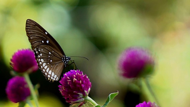 花上的蝴蝶，慢镜头
