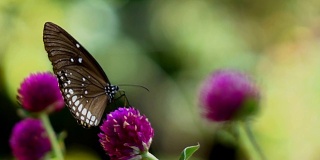花上的蝴蝶，慢镜头