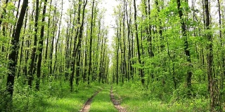 绿色的橡树林里有路