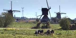 荷兰的风车和在绿色草地上吃草的奶牛。