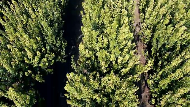 梅树植物鸟瞰图