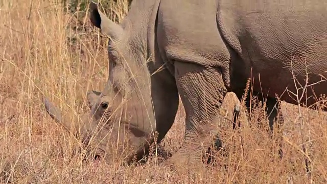 在南非放牧的犀牛