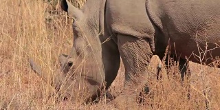 在南非放牧的犀牛
