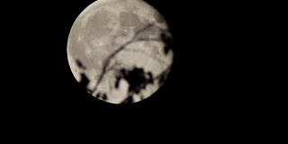 一轮满月在树上的夜空中移动