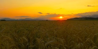 空中特写:美丽的金色麦田在夏季日落