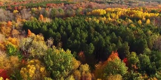 俯视秋天的颜色，树梢，风景优美的森林