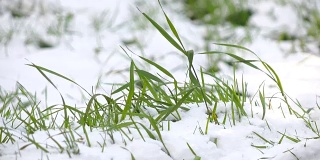 绿草与雪3