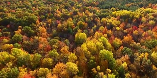 俯视秋天的树梢，风景如画的秋天的颜色。