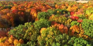 俯视秋天的树梢，风景如画的秋天的颜色。