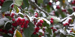 雪中的山楂浆果