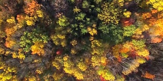 俯视秋天的颜色，树木，风景优美的森林