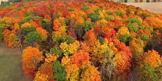 飞过乡村森林，五彩缤纷的秋日树梢
