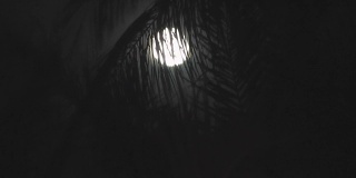 热带夜晚的满月，棕榈树的剪影