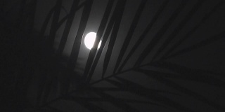 热带夜晚的满月，棕榈树的剪影