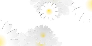 白色背景上的雏菊草地。动画。