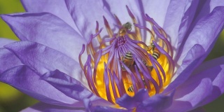 忙碌的蜜蜂在睡莲上采集花蜜。
