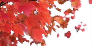 红色的秋叶在风中轻轻吹着，枫叶