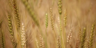 HD:小麦植株的特写。