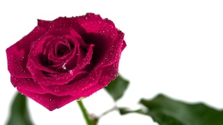 露水从粉红色的玫瑰上落下视频素材模板下载