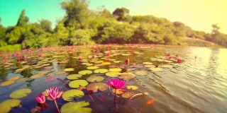 在泰国的湖中漂浮着睡莲