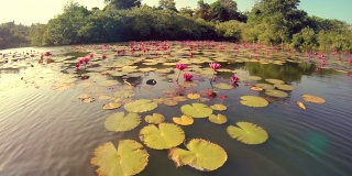 在泰国的湖中漂浮着睡莲。