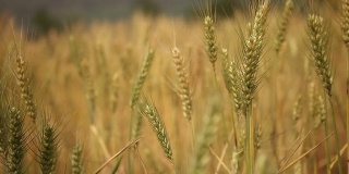 高清:小麦种植