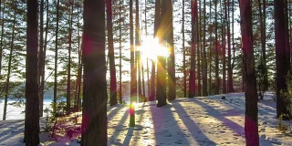 冬日森林和阳光，4K延时