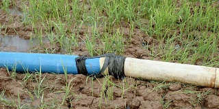 水从用橡胶修补的供水管道喷涌而出，漫过稻田