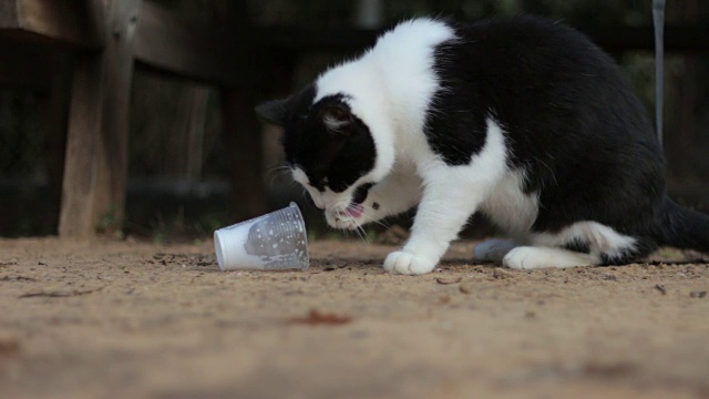 聪明的猫用爪子从塑料杯里喝牛奶