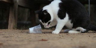 聪明的猫用爪子从塑料杯里喝牛奶
