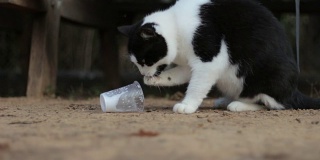 用爪子从塑料杯里偷牛奶的猫