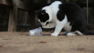 用爪子从塑料杯里偷牛奶的猫视频素材模板下载