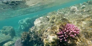 浅海中的珊瑚礁