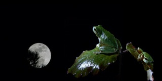 南方两只青蛙在看月亮