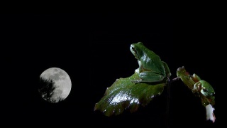 南方两只青蛙在看月亮视频素材模板下载