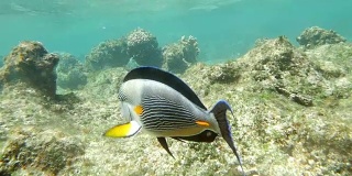 苏哈尔刺尾鱼在珊瑚礁里游泳