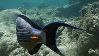海洋居民，珊瑚礁里的硬尾鱼视频素材模板下载