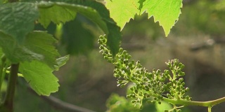 Vineyard-New Grape and Leaf Spring