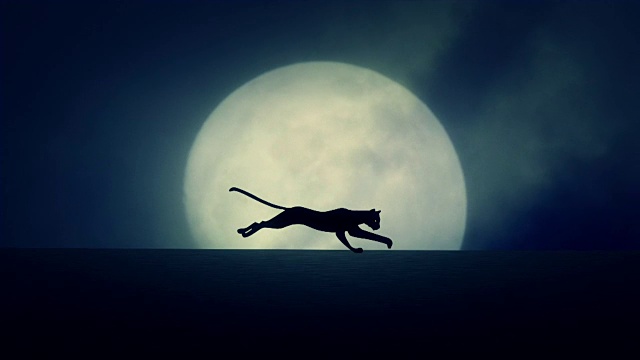 猫在升起的满月背景上奔跑
