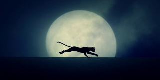 猫在升起的满月背景上奔跑