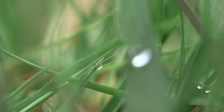 选择性地聚焦和近距离观察草叶上的单个液滴
