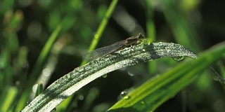一个昆虫坐在一个薄薄的绿色叶子上的特写镜头，上面覆盖着水滴