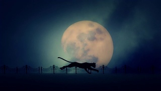 流浪猫在升起的满月背景上奔跑视频素材模板下载